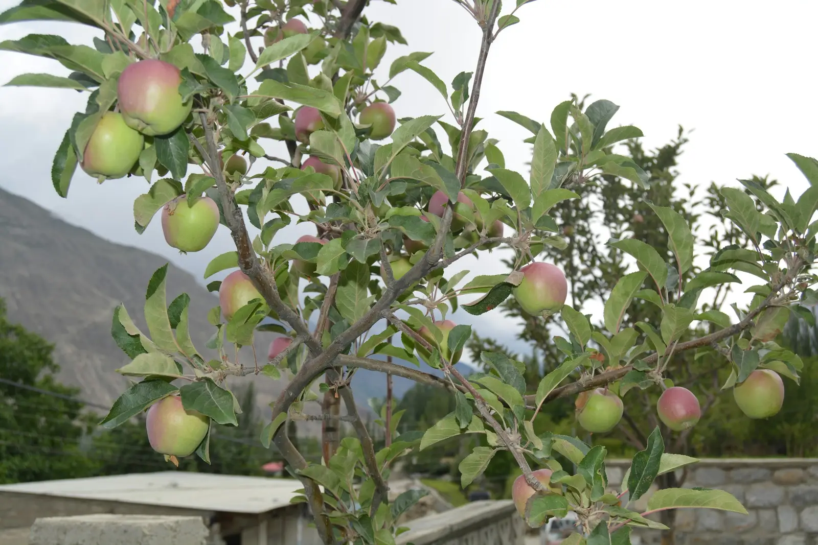Apfelbaum mit roten und grünen Äpfeln