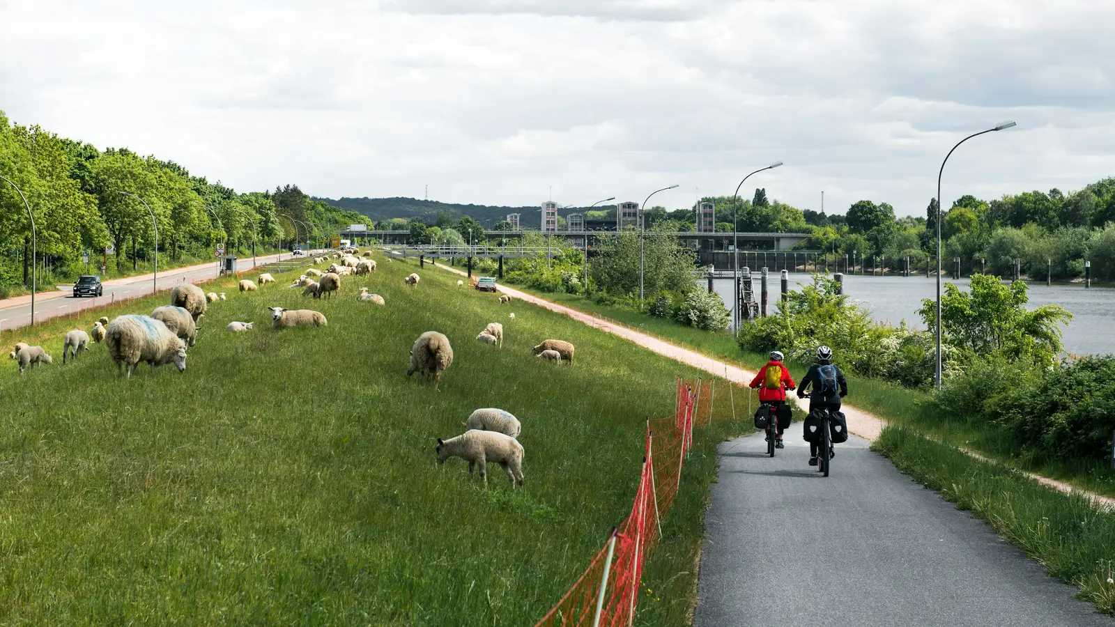 Zwei Radfahrer auf einem Weg am Damm, daneben grasen Schafe