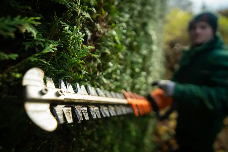 Heckenschere beim Schnitt einer dichten Hecke